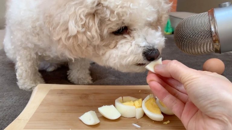 泰迪不吃东西怎么治疗,泰迪狗不吃狗粮怎么办什么也不吃
