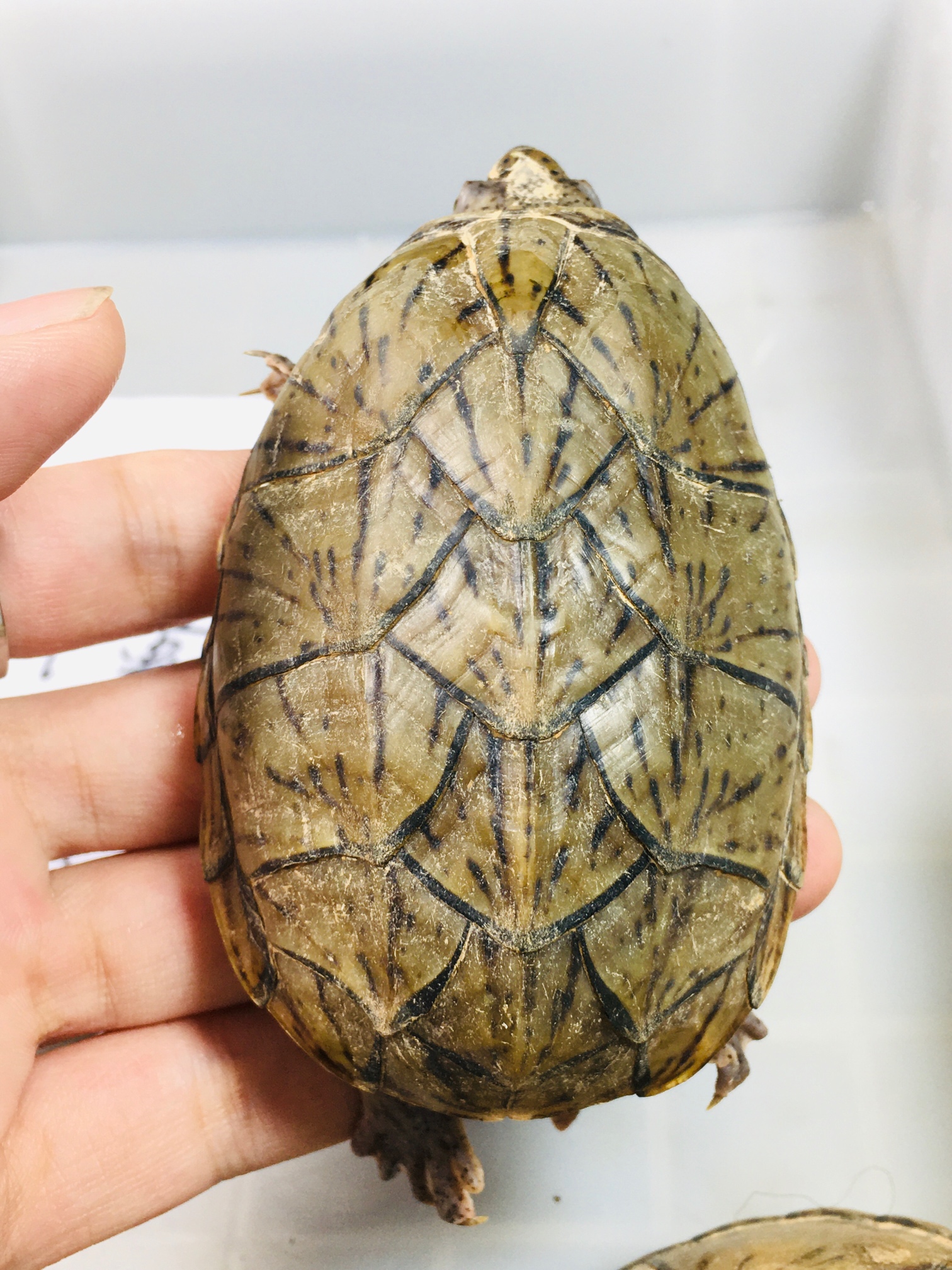 龟生病吃什么药最好,龟生病了怎么喂药