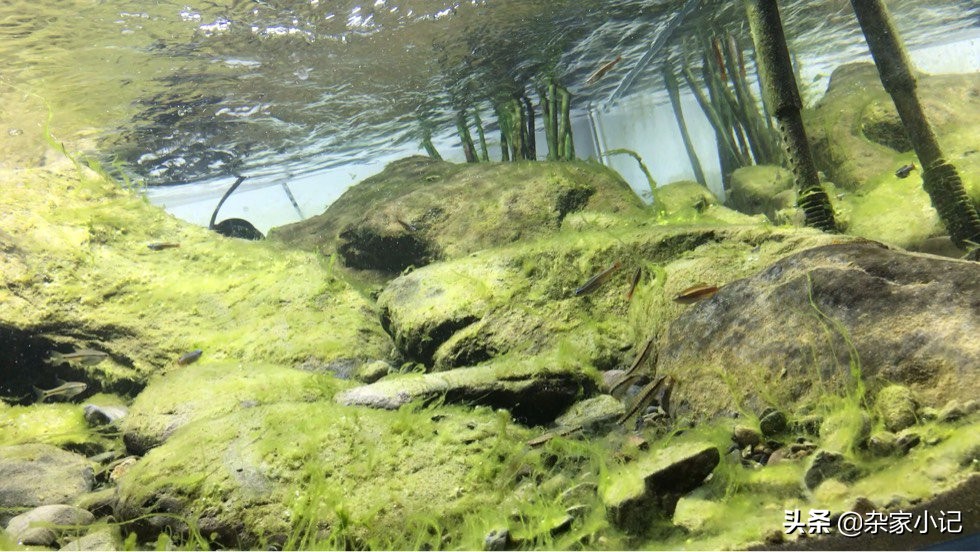 原生缸加热推荐,不用过滤器的原生缸