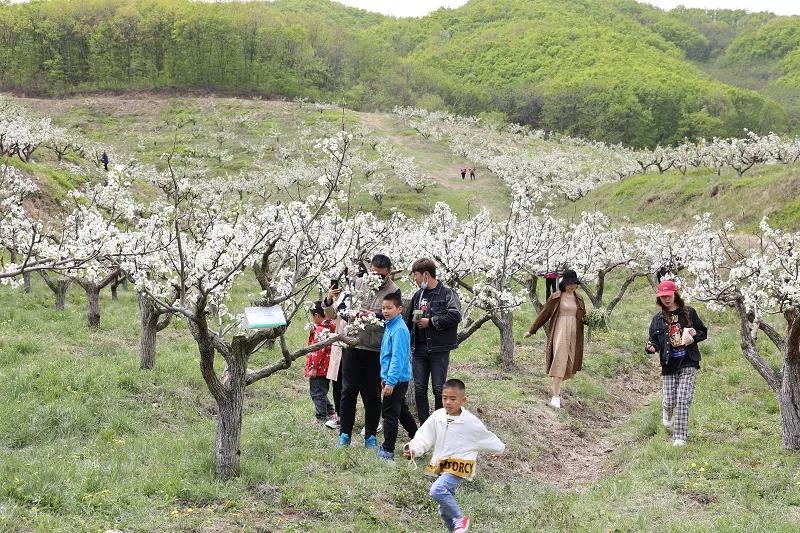 大梨树生态旅游区最佳时间,大梨树生态旅游区营业时间