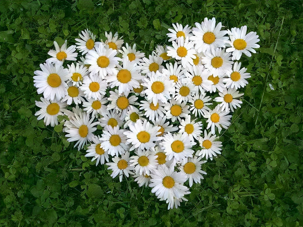 代表中国的国花有哪些,中国的各国的国花是什么花