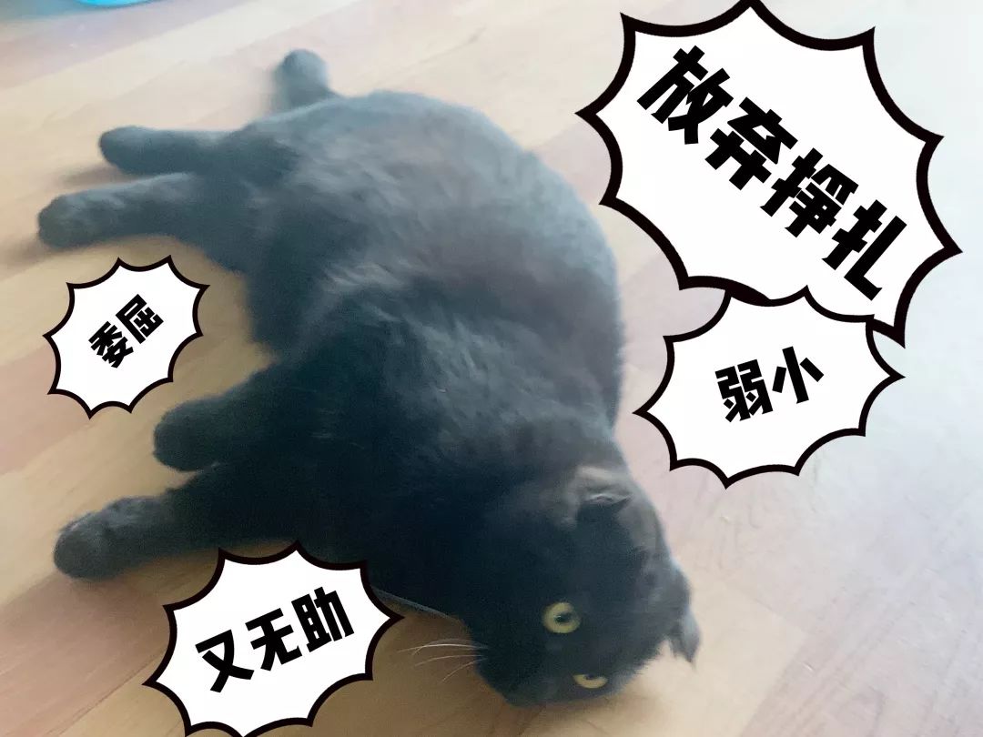 中华田园猫为什么叫中华田园猫呢,中华田园猫什么猫最好最粘人