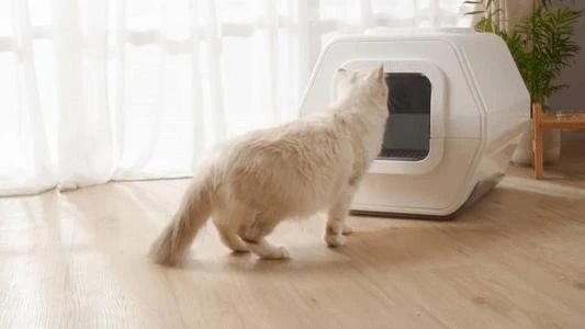 猫咪出现血便怎么办,家猫抓出血了怎样处理