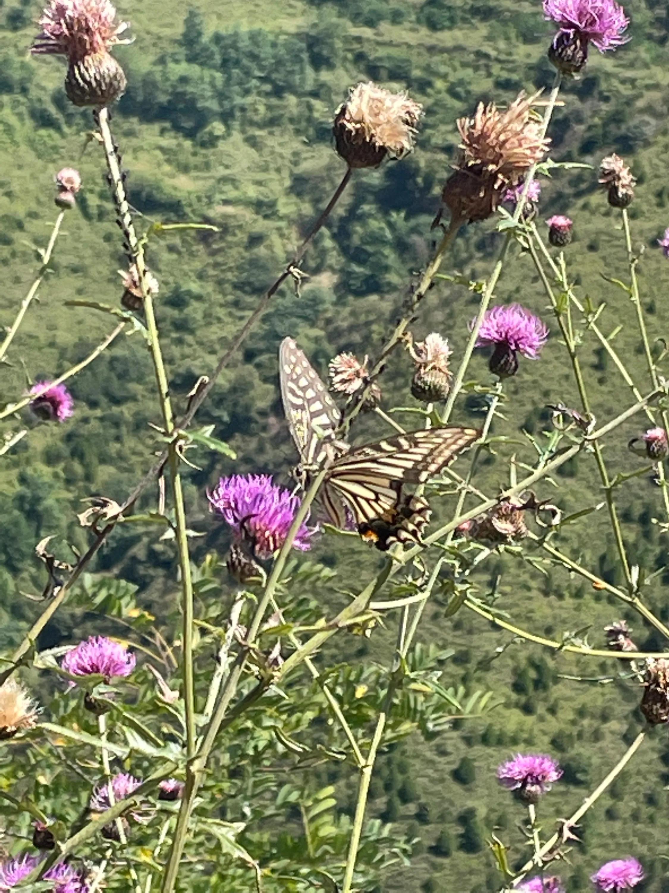 白雀寺神树视频,白雀寺供奉哪位菩萨