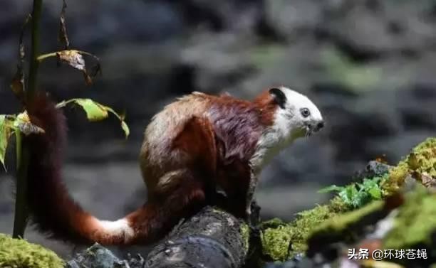 中国十大天坑汉中天坑排名,陕西汉中十大天坑群