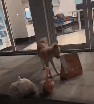 全网通缉的两条狗,全网通缉的狗