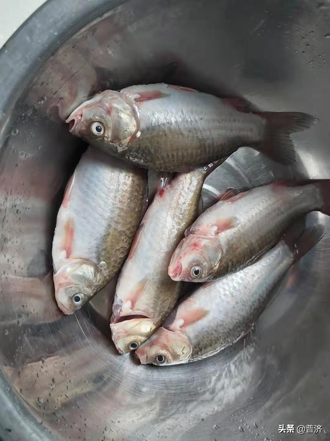 家庭鲫鱼教程,家庭摆擂台视频