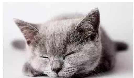 猫咪挑食该如何解决呢,如何解决猫咪挑食的毛病