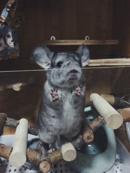 刚出来的龙猫怎么养,一个月小龙猫怎么饲养