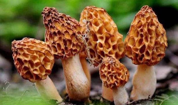 王世襄总结,王世襄秋虫篇赏析与评价