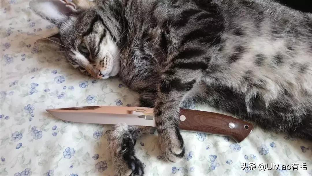 厨房是猫咪的修罗场，随便一项就能重伤