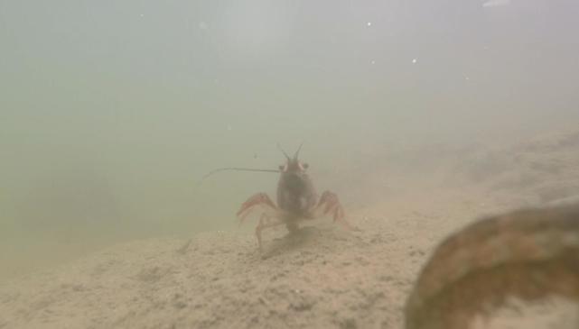 无水小龙虾养殖技术,无水稻田养小龙虾