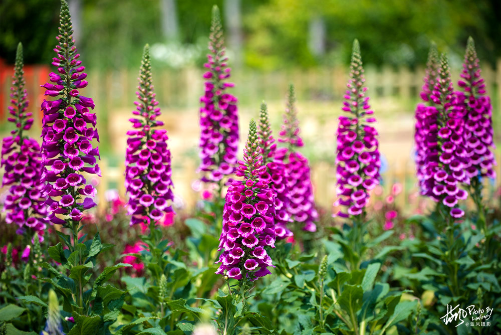 上海国际花展一览表,上海国际花展一览