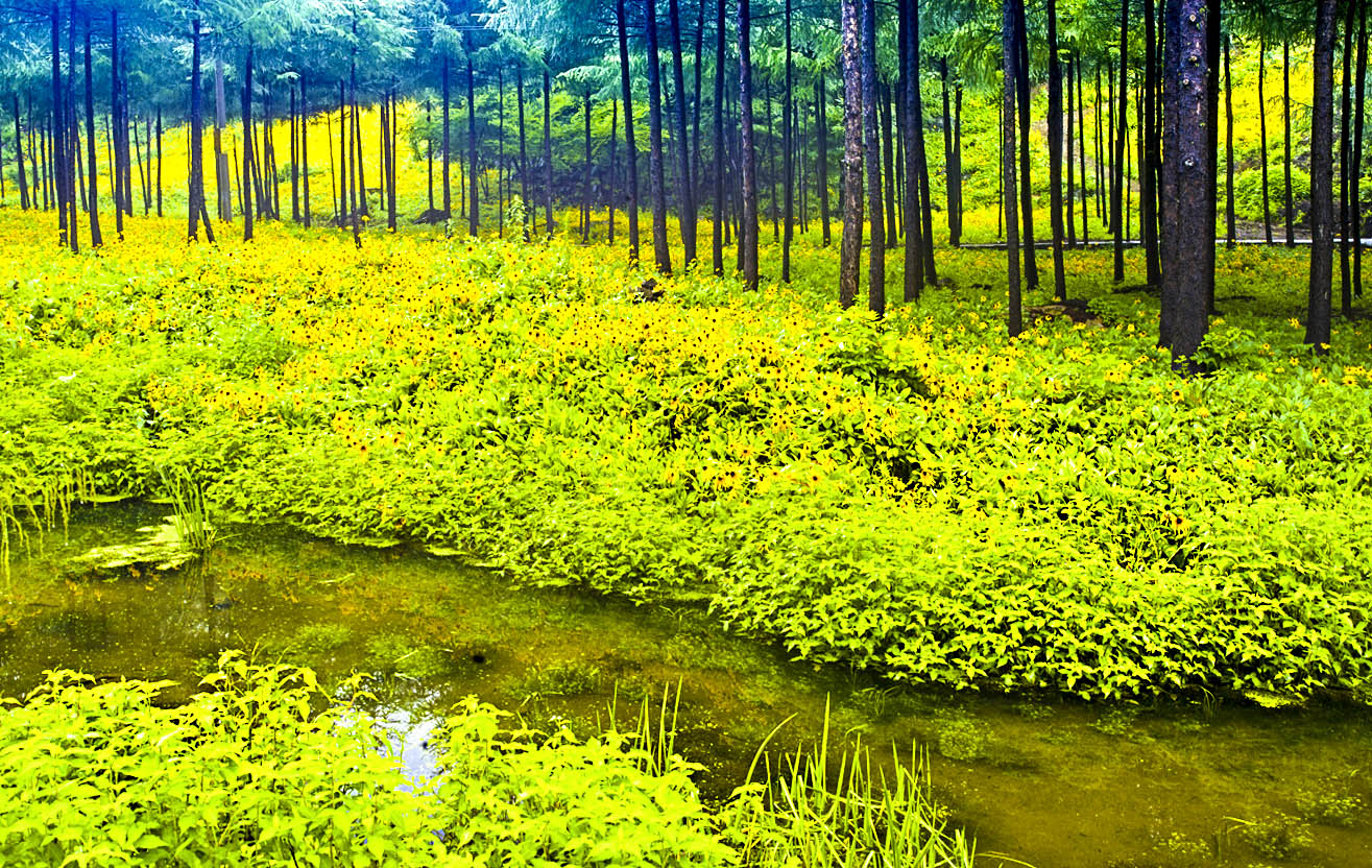 黄金菊属于什么菊花,湖北黄金菊有哪些