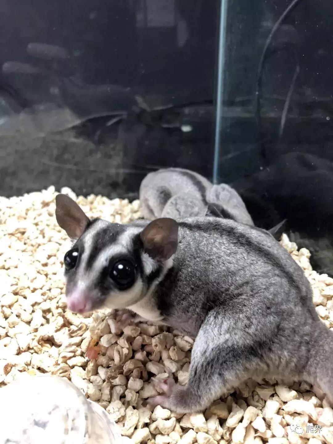 伦敦的爬宠店,隐藏在小区深处的店铺