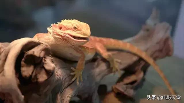 购买毒宠成瘾，甚至为此险些丧命，这是什么奇葩欲望？