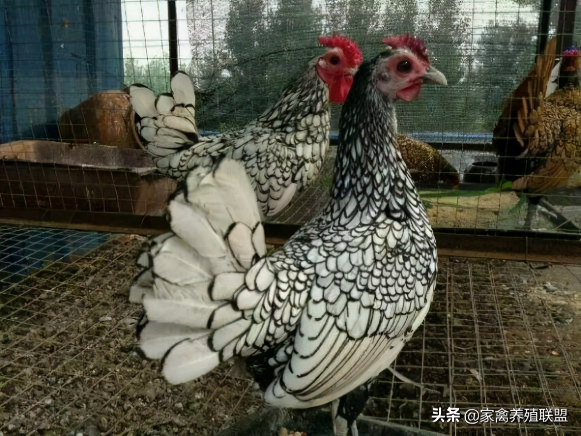 养鸡10种赚钱方法,小伙养鸡有绝招一年净赚上千万