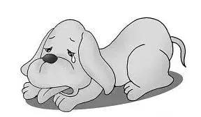 女狗狗该不该做绝育,狗狗做绝育的利与弊