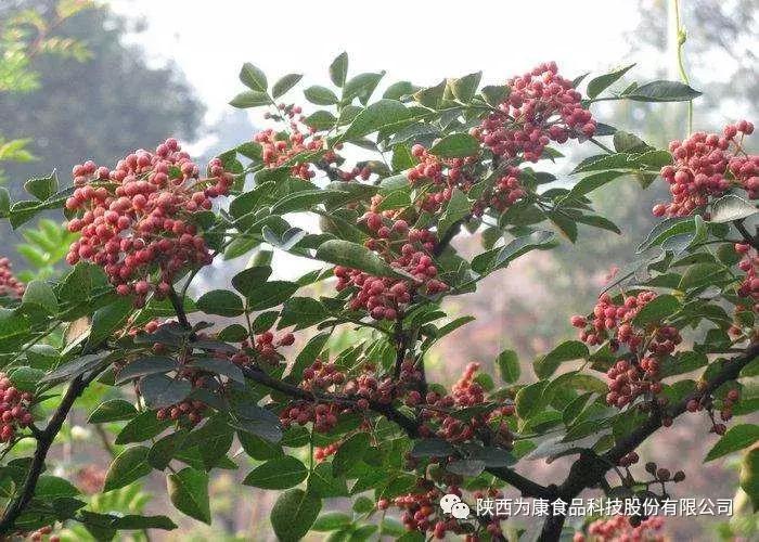 韩城大红袍花椒价格最新,韩城大红袍花椒苗批发