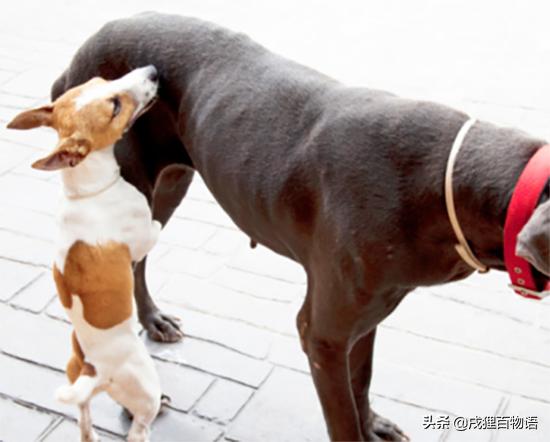 狗狗爱爬护栏,泰迪狗老是趴着是怎么回事