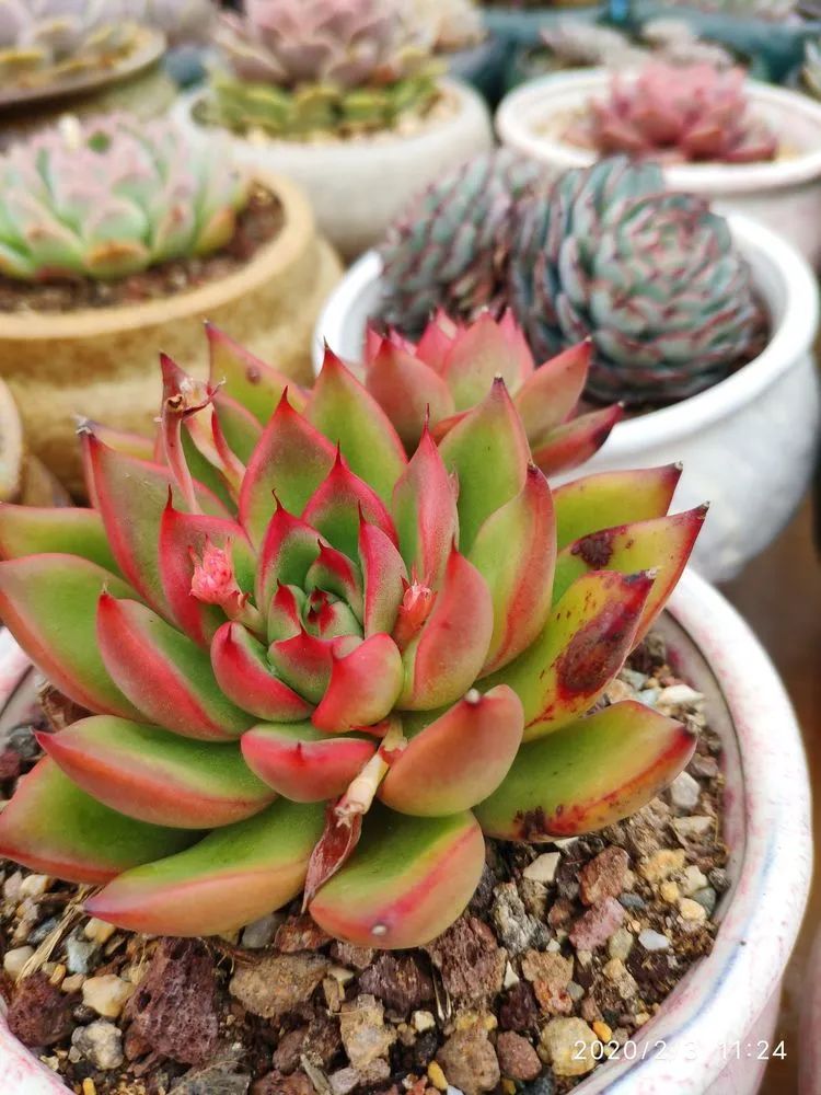 多肉不适合新手养,多肉入坑到什么程度好