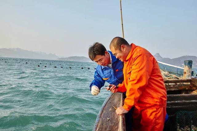 乳山生蚝和普通生蚝的区别10斤装,乳山生蚝鲜活特大生蚝