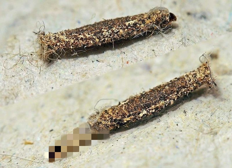 衣柜底下有黑色小虫子怎么办,衣柜里长虫子了怎么办