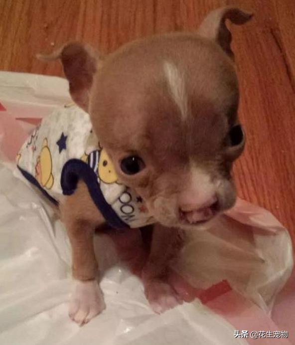 天生唇裂,丑到连亲妈都认不出,这只斗牛犬如今逆袭成白富美