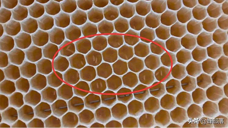 蜂群不产雄蜂起王台是什么情况,失王群工蜂争相产卵为何介入蜂王