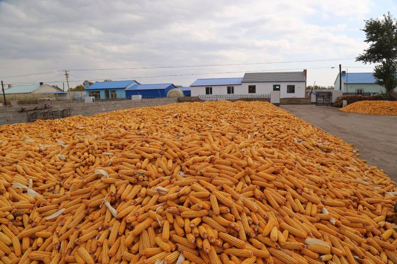 璧拌繘澶灞辩湅绉嬪ぉ缇庢櫙,璧颁埂闂寸殑灏忚矾璧忓涔＄殑缇庢櫙