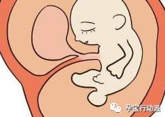 孕期周刊,孕期周刊25周