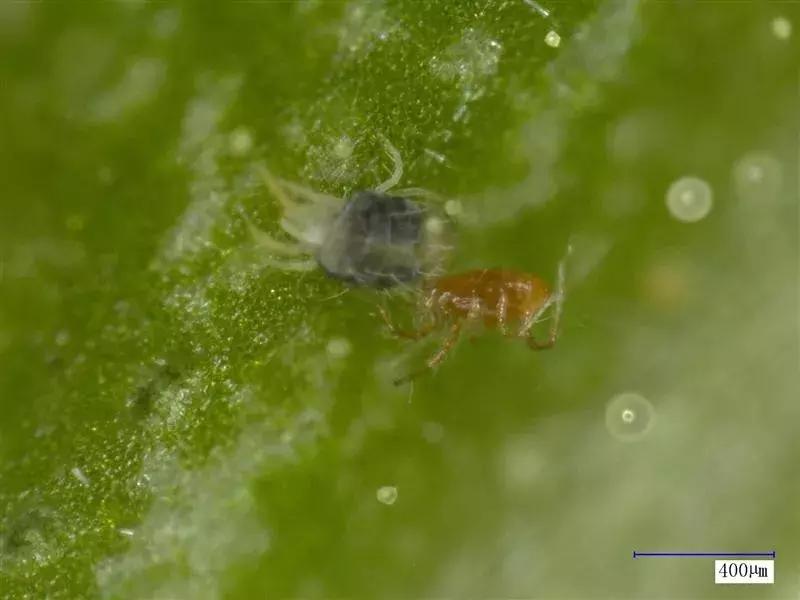 谁在保卫大棚蔬菜不被害虫啃光？这里正上演“以虫治虫”的“微型战争”