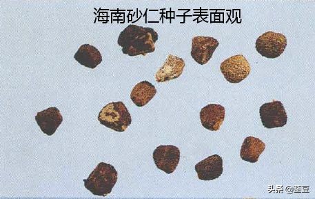 砂仁的好与坏的识别,如何辨别砂仁的真假