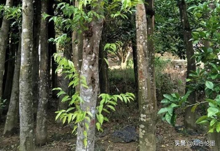 沉香木值不值得种,种植沉香木价格多少