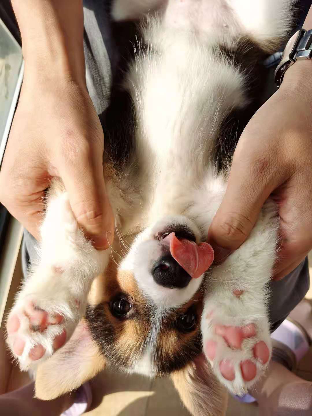 钀岀嫍鐙楃殑骞哥鐢熸椿,钀岀嫍濂剁洊