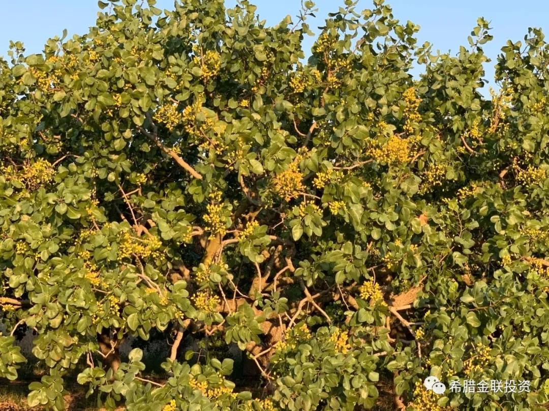 希腊农地价格,希腊土地多少钱一亩