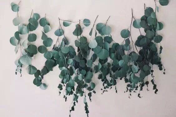 花店用的尤加利是什么品种,尤加利有几种