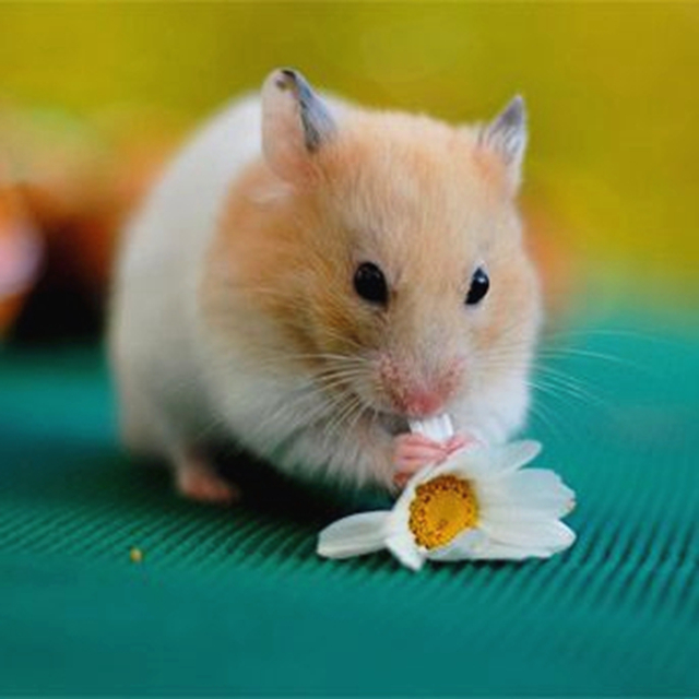 仓鼠春季注意事项,仓鼠春天要注意什么