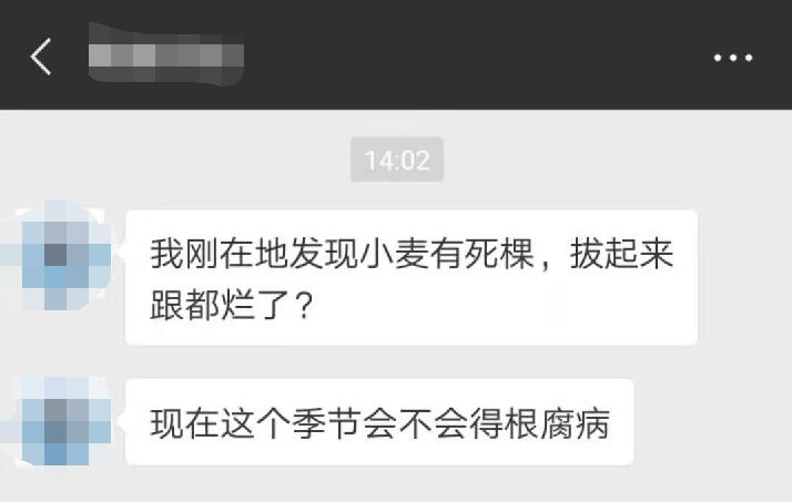 小麦根腐病的防治最佳时间,小麦出现根腐病后怎么办