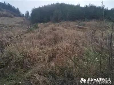 散文：乡翁杵杖骂田荒