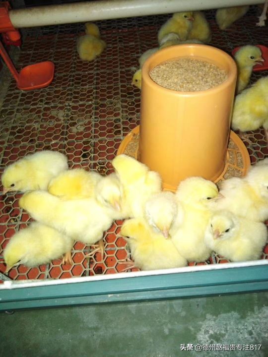 禽腺病毒治疗方法,实用禽病防治指南