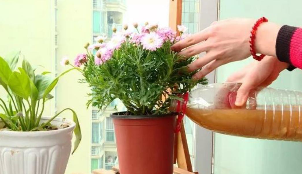 养花怎么避免土壤碱化板结,养花土壤板结掉叶子怎么处理