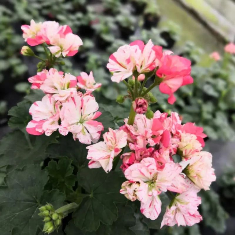 这种花别乱浇水水越多越不开花,这种花不怕冷好养易活