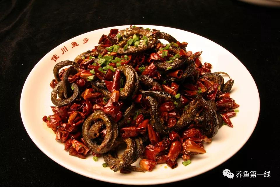 土鳝鱼和缅甸鳝鱼的区别,中国本土鳝鱼区别