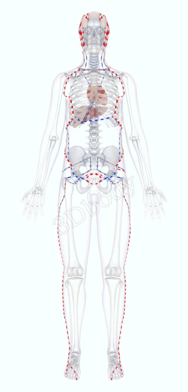 最新经络图精美3d动态循行图,经络3d动态循行图怎样制作