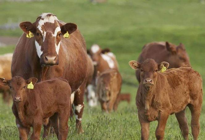 牛不倒嚼是什么原因导致的,牛倒嚼次数少是什么原因