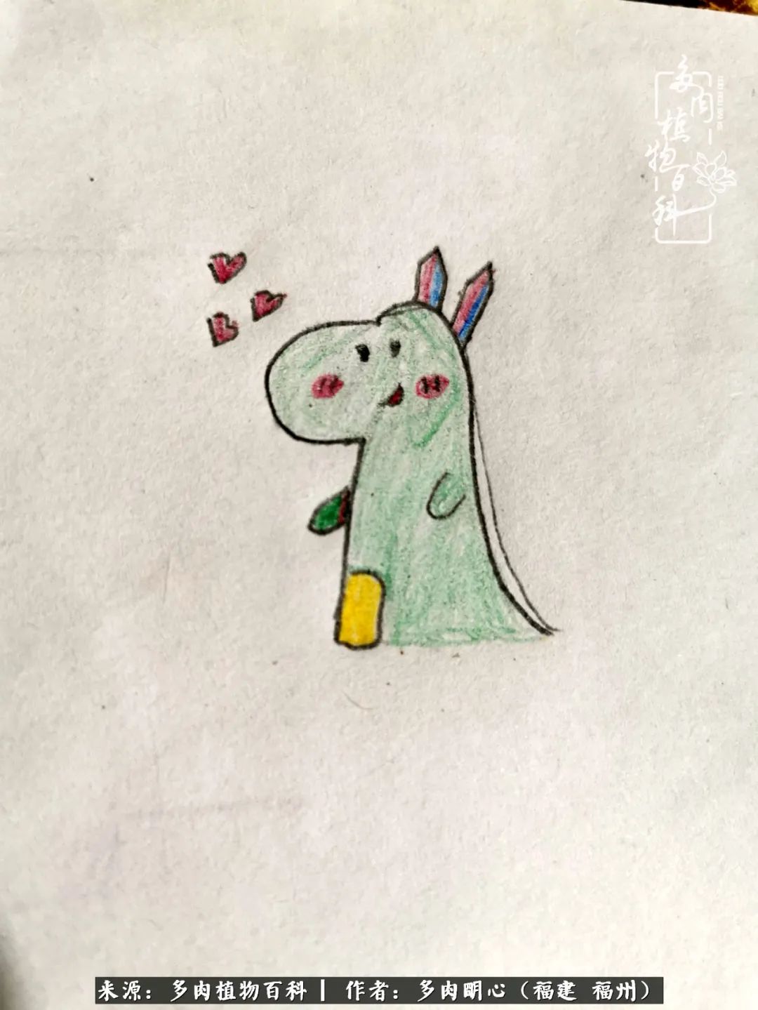 唯美雅致意境飘逸的多肉,蝶舞悠然多肉视频