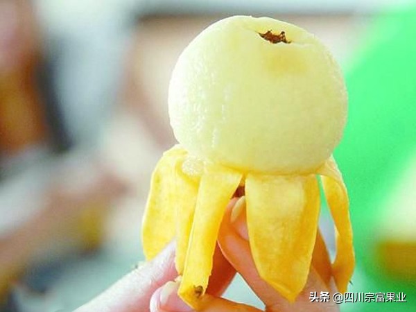 最好吃的枇杷品种,枇杷品种哪种最好