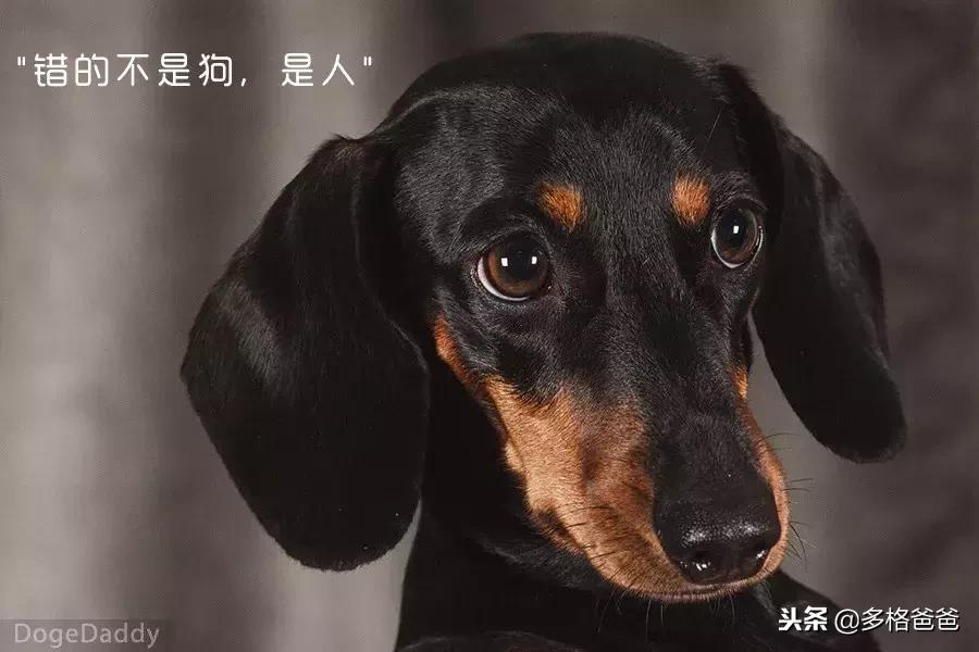 狗狗咬拖鞋怎么回事,狗狗一直咬拖鞋怎么训练