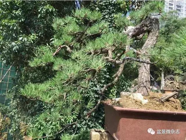 世界上最贵的盆景植物,最贵的一颗盆景